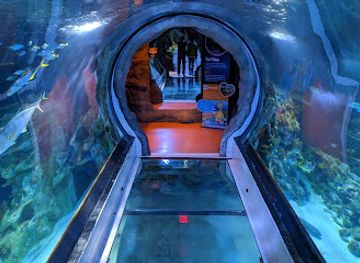 arizona/tempe/attraction/sea-life-arizona-aquarium