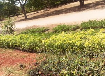 tanzania/morogoro/attraction/mazimbu-garden