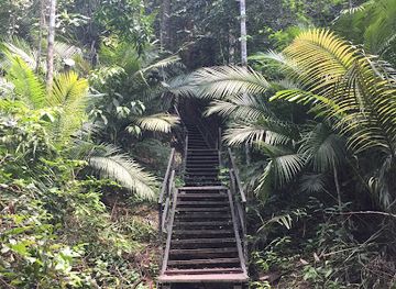 malaysia/taman-negara-national-park/attraction/taman-negara-pahang-jungle-walking-path