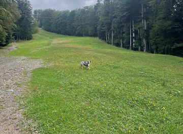 slovenia/maribor-pohorje/attraction/trbisova-jelka