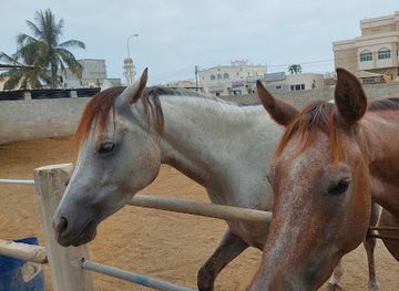 oman/mirbat/attraction/marbat-salalah
