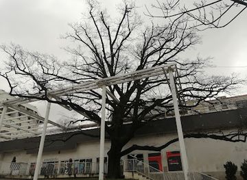 serbia/belgrade/vracar/attraction/hrast-luznjak-na-cvetnom-trgu