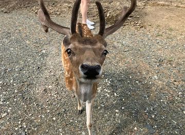 bosnia-and-herzegovina/doboj-region/attraction/farma-jelena-lopatara