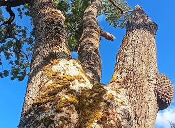 latvia/talsi/attraction/vicezu-osis