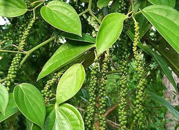 india/andaman-and-nicobar-islands/attraction/spices-garden-andaman