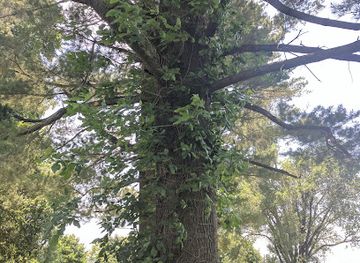 pennsylvania/lehigh-valley/attraction/freefall-trampoline-park