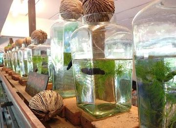 thailand/rattanakosin/attraction/siamese-fighting-fish-gallery