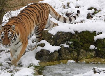united-kingdom/cambridgeshire/attraction/linton-zoo-conservation-park-cambridgeshire-s-wildlife-breeding-centre