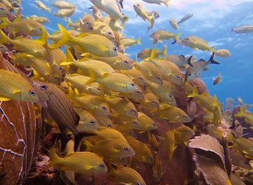 mexico/cozumel/attraction/diversland-mexico