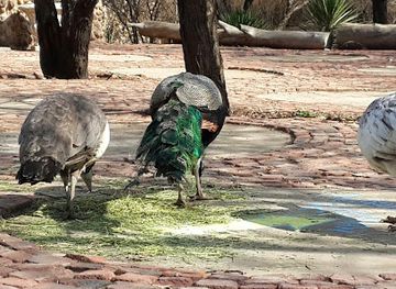south-africa/bloemfontein/attraction/swan-lake