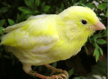 germany/harz-national-park/attraction/harzer-roller-kanarien-museum