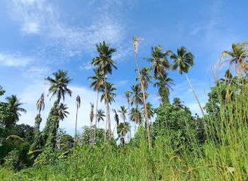 papua-new-guinea/madang-province/attraction/hululan-plantation