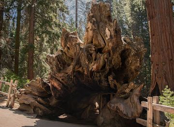 california/sequoia-national-park/attraction/general-grant-tree