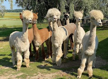 sweden/vasteras/attraction/kolmstahojdens-alpacka