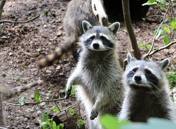 germany/pomerania/attraction/tierpark-kunsterspring