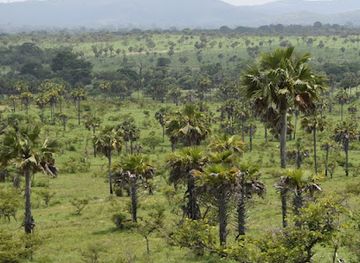 cote-d-ivoire/marahoue-national-park/attraction/reserve-de-faune-d-abokouamekro