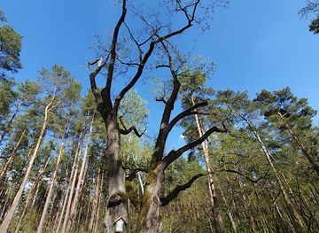 poland/kampinos-national-park/attraction/stary-dab-z-obrazem-sw-teresy