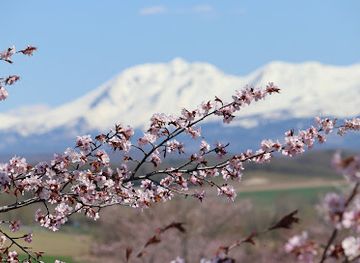 japan/hokkaido/attraction/miyama-pass-sakura-garden