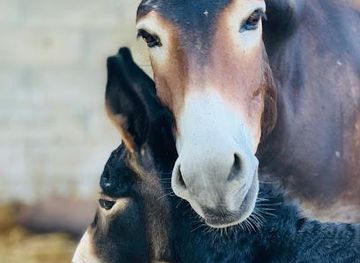 cyprus/troodos/attraction/golden-donkeys-farm