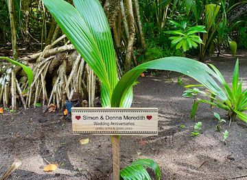 maldives/haa-dhaalu-atoll/attraction/our-coconut-tree-manafaru