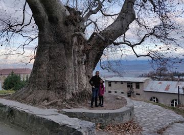 georgia/khevi/attraction/giant-plane-tree