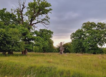 romania/sighisoara/attraction/rezervatia-de-stejari-seculari