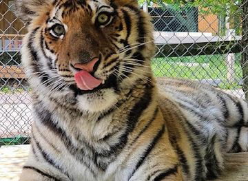 maine/franklin-county/attraction/york-s-wild-kingdom