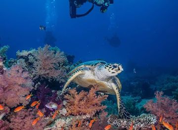 egypt/ras-muhammad-national-park/attraction/yolanda-reef