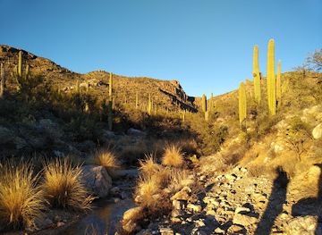 arizona/saguaro-national-park/attraction/agua-caliente-hill-south-trailhead