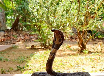 sri-lanka/matara/attraction/snake-farm-telijjawila