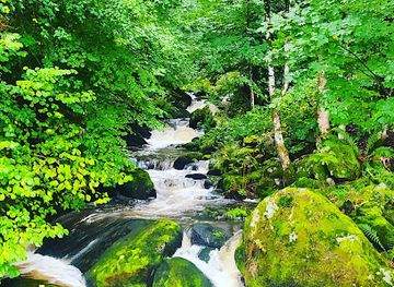 germany/black-forest/attraction/schwarzwald