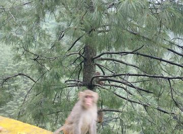 pakistan/abbottabad/attraction/monkey-point