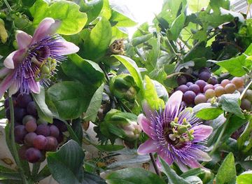 finland/north-karelia/attraction/botania-art-garden