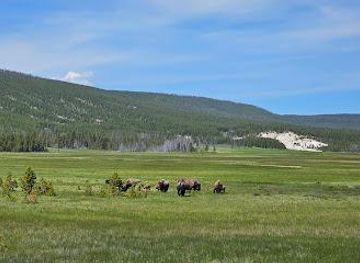 montana/yellowstone-national-park/attraction/gibbon-meadows