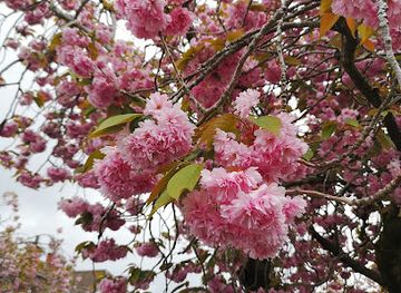 denmark/odense/landmark/kirsebartraer-ny-kongevej