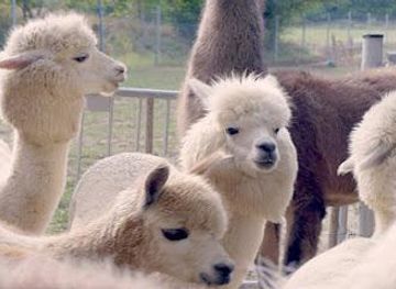 hungary/sopron/attraction/alpakawanderung-und-lamawanderung-modling-bei-wien