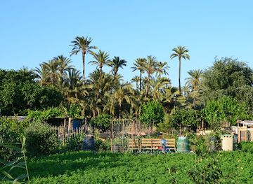 spain/murcia/attraction/palmeral-de-santiago-y-zaraiche