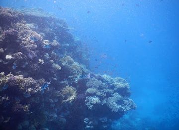 egypt/ras-muhammad-national-park/attraction/11