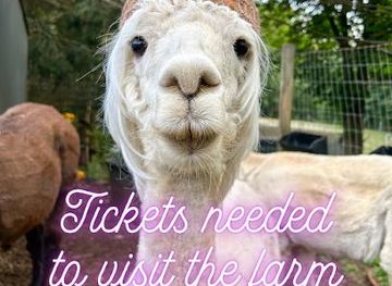 new-york/poughkeepsie/attraction/lilymoore-alpaca-and-llama-farm