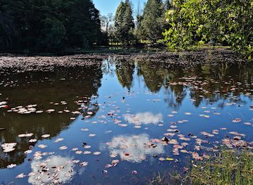 chile/los-rios-region/attraction/laguna-de-lotos