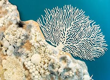 mauritius/mahebourg/attraction/world-of-seashells