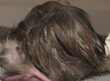 new-zealand/hamilton/attraction/otorohanga-kiwi-house