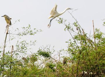vietnam/southeast/attraction/stork-island-chi-lang-nam