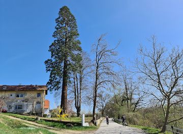 slovenia/ptuj/attraction/hincejeva-sekvoja