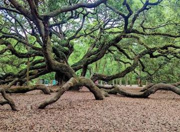 south-carolina/summerville/attraction/angel-oak-tree