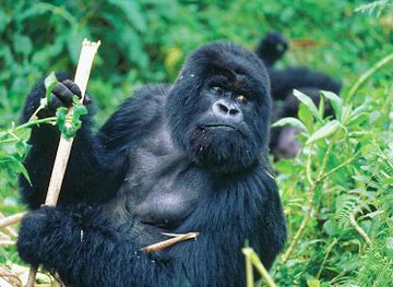 uganda/kampala/attraction/african-safari-tours