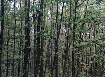 romania/valcea/attraction/padurea-galtofani-scenic-forest