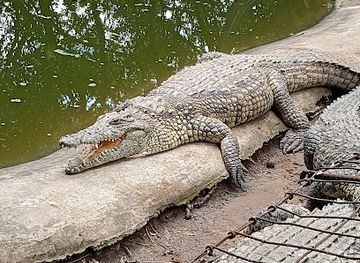 south-africa/zululand/attraction/zulu-croc