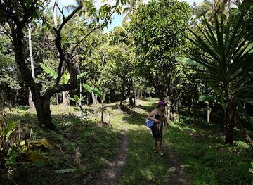 saint-lucia/tet-paul-scenic-trail/attraction/superman-waterfall