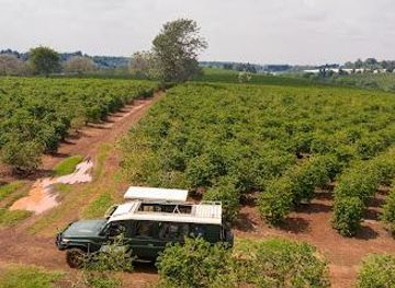 kenya/nairobi/attraction/karunguru-coffee-estate